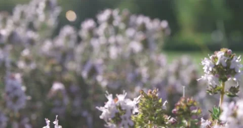 Purple thyme flowers grow on a plot of land with green grass. Stock Footage 154807823