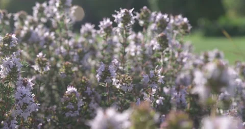 Purple thyme flowers grow on a plot of land with green grass. Stock Footage 154807824