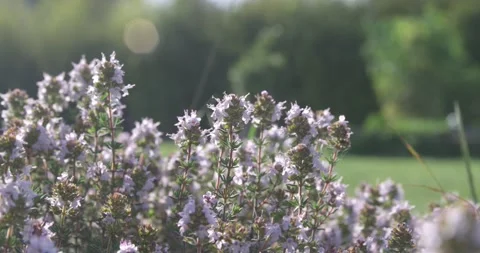 Purple thyme flowers grow on a plot of land with green grass. Stock Footage 154807830