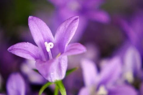 Purple tiny flower Stock Photos