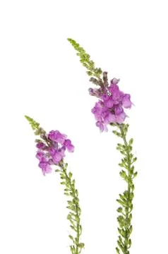 Purple toadflax Stock Photos