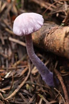 Purple toadstool Stock Photos