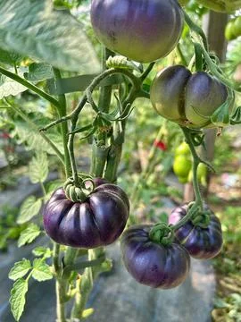 Purple tomatoes Stock Photos