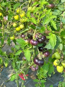 Purple tomatoes Stock Photos