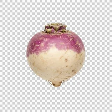 Purple top turnip vegetable root isolated on a transparent background cutout. Fotos Stock