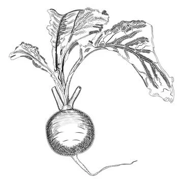 This is a Turnip root Turnip is a root vegetable and its colour is white  vintage line drawing or engraving illustration tasmeemMEcom