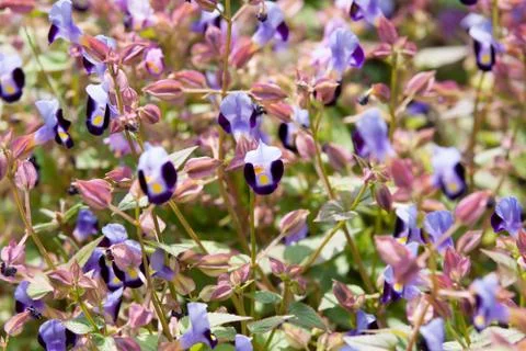 Purple torenia Stock Photos