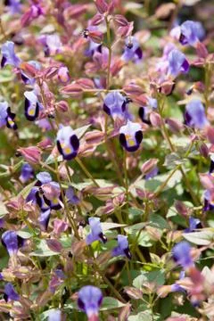 Purple torenia Stock Photos