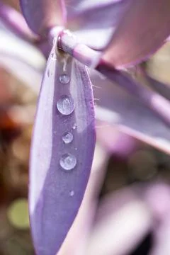 Purple tradescantia pallida leaf with refreshing water drops Stock Photos