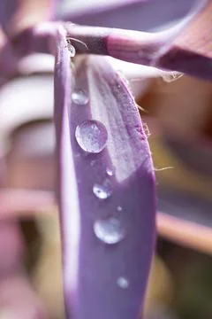 Purple tradescantia pallida leaf with refreshing water drops Stock Photos
