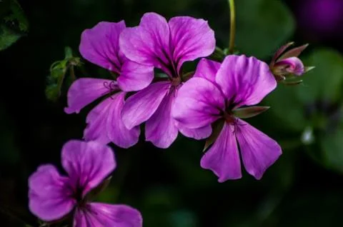 Purple Trailing Geraniums Stock Photos