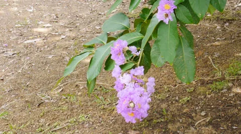 Purple tree flower Stock Footage 24658273