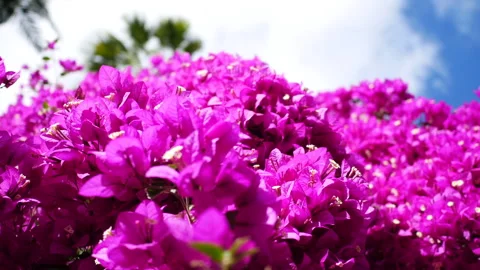 Purple Tree Flowers against a cloudy sky Stock Footage 240627616