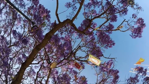 Purple tree with kite's made by children. Stock Footage 100738339