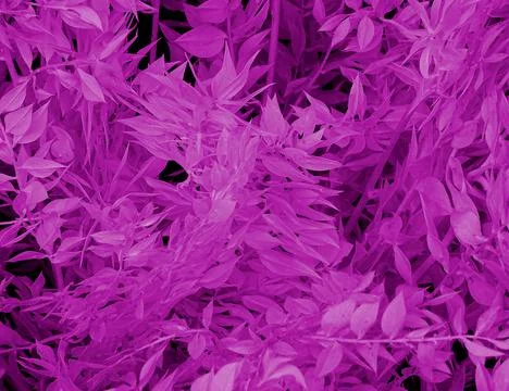 Purple Tree Leaf Flora Background Foto stock