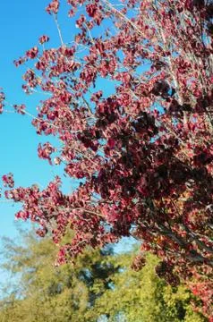Purple tree Stock Photos