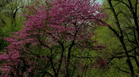 Purple tree spring time Stock Footage 12684769