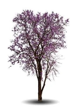 Purple Trees isolated on white background Stock Photos