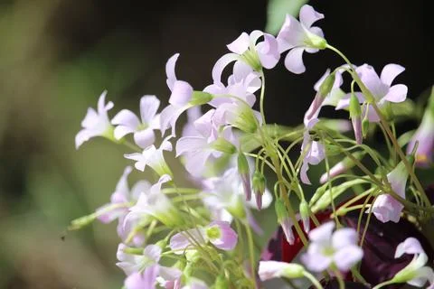 A purple triangular oxalis flower in bloom with a blurred background Stock Photos