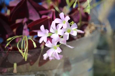 A purple triangular oxalis flower in bloom with a blurred background Stock Photos