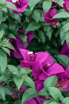 Purple triangular plum blossoms blooming in autumn Stock Photos