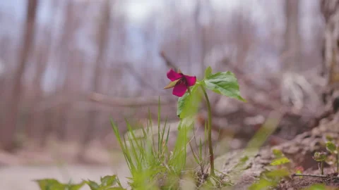 Purple Trillium Close Up 库存影片 154007980