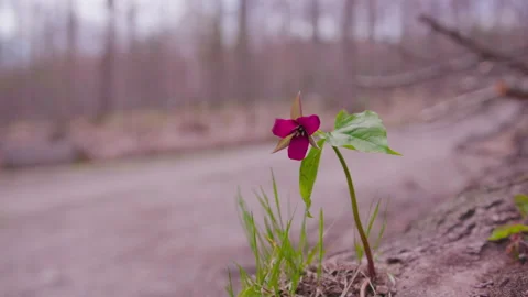 Purple Trillium 库存影片 153942036