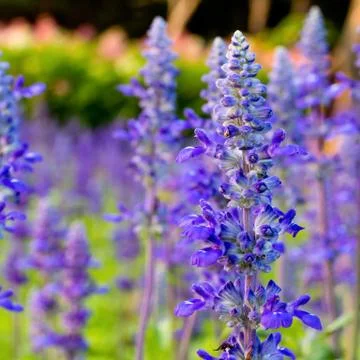 Purple tropical flower in garden Stock Photos