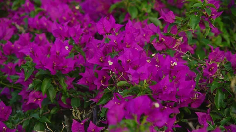 PURPLE TROPICAL FLOWERS Stock Footage