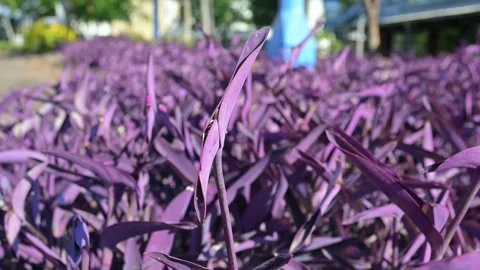 Purple Tropical Plants Stock Footage 247004106