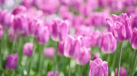 Purple tulip in a field in spring Stock Footage 24693625