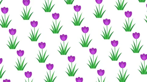 Purple Tulip Flower Garden Pattern Animation on White Video stock 330825676