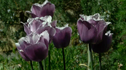 Purple tulip Stockbeeldmateriaal 23113275