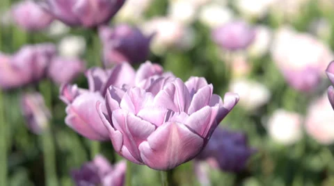 Purple tulip Stock-Footage 38834796