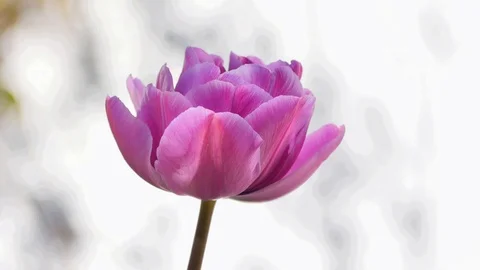 Purple tulip Stock Footage 107154763