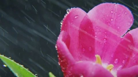 Purple Tulip in Heavy Rain Rotating Stock Footage 69784543