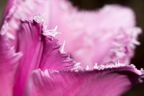 Purple Tulip Macro Stock Photos