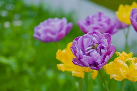 Purple tulip negrita double and yellow tulip monte carlo flowers - close up Stock Photos