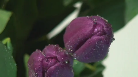 Purple tulip overhead pan Stock Footage 109285