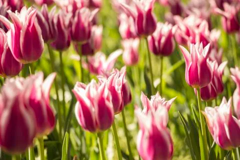 Purple tulip Stock Photos