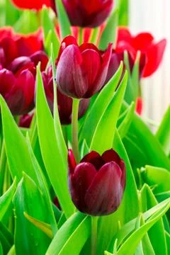 Purple tulip Stock Photos