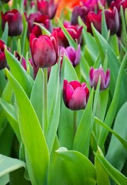 Purple tulip Foto stock