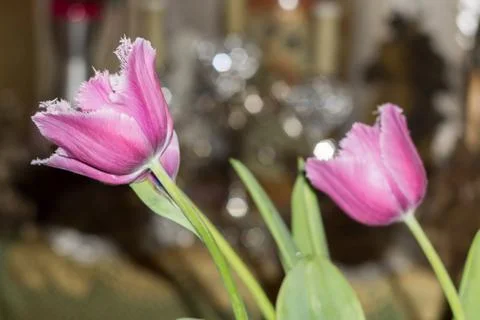 Purple Tulip Stock Photos
