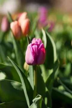 Purple tulip  Stock Photos