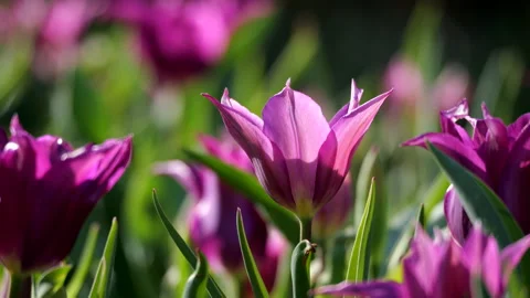 Purple Tulips in bloom Stock Footage 172222262