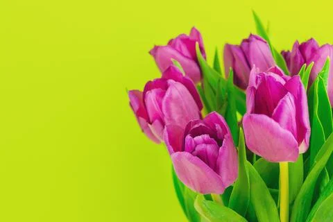 Purple tulips clustered against solid green background Foto stock