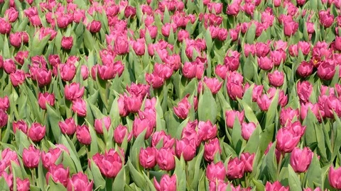 Purple tulips field Stock Footage 88351083