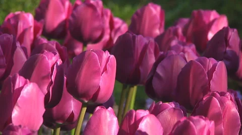 Purple tulips Stock Footage 4993071