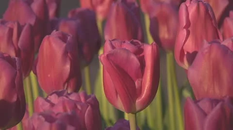 Purple tulips Stock Footage 10741774