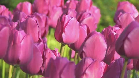 Purple tulips Stock Footage 10742089